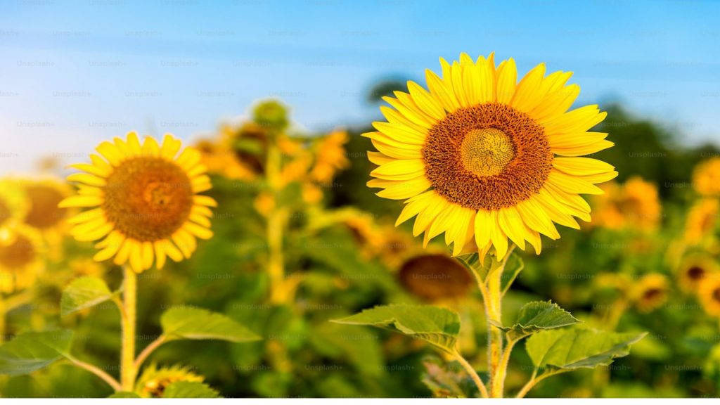 sunflower happiness